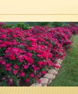 افسردگی-و-اختلالات-جسمی