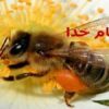 عسل