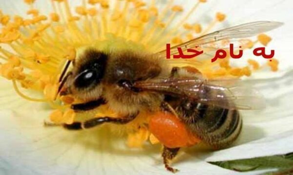 عسل