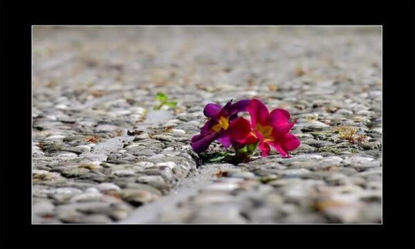 عکس-حیوانات