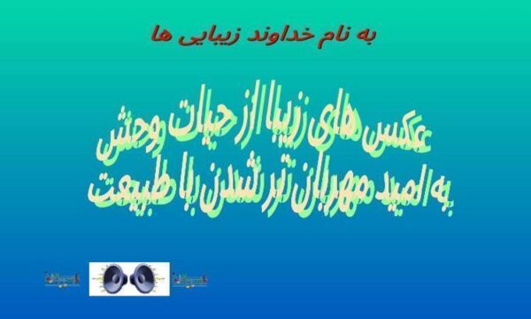 عکس-های-زیبا-از-حیات-وحش
