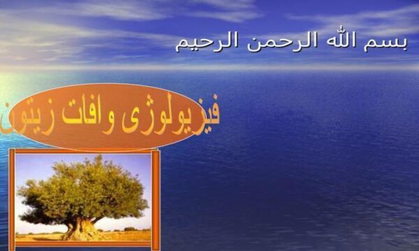 فیزیولوژی-وافات-زیتون
